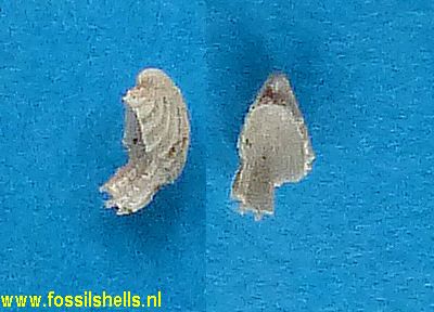 Emarginula species