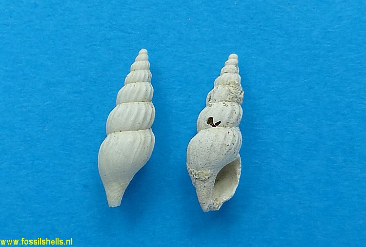 Elaeocyma glabriuscula