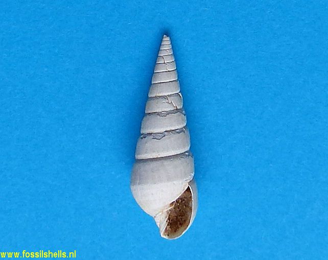 Pyramidella species 1