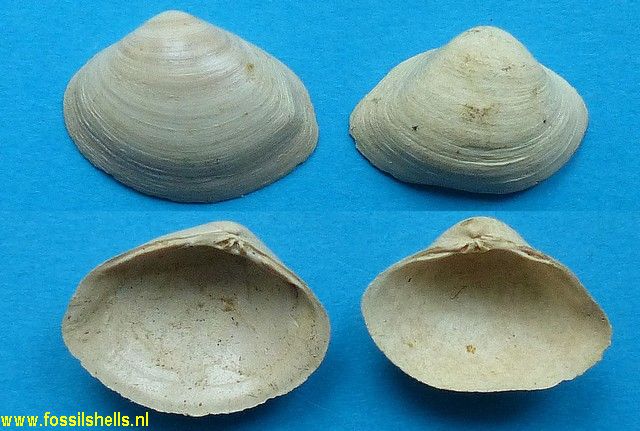 Spisula semisulcata