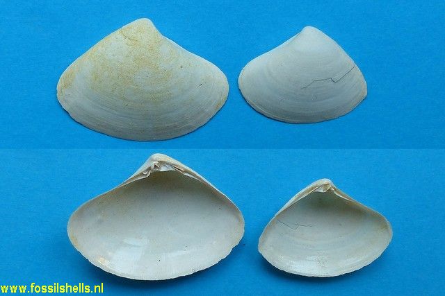 Spisula semisulcata