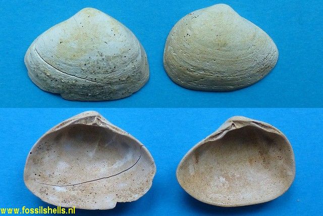 Spisula lamberti
