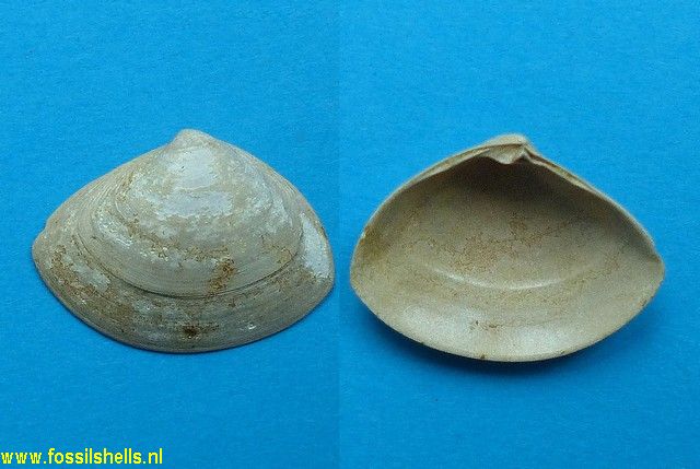 Spisula parameces