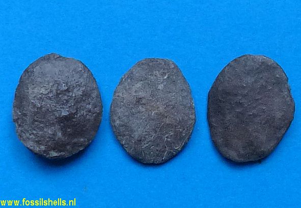 Nummulites species