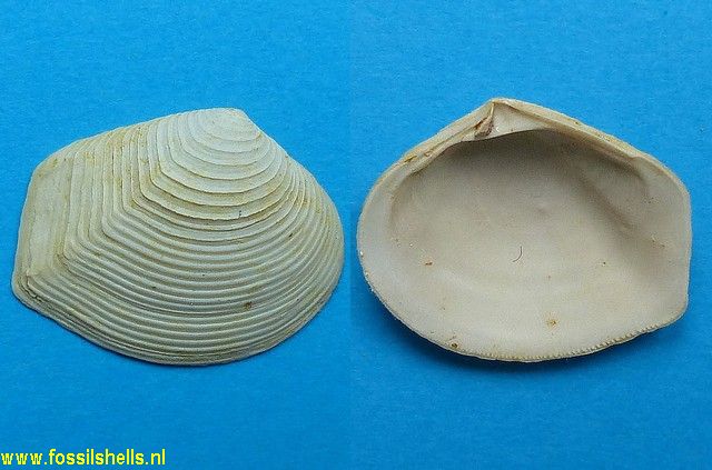 Bathytormus compressus