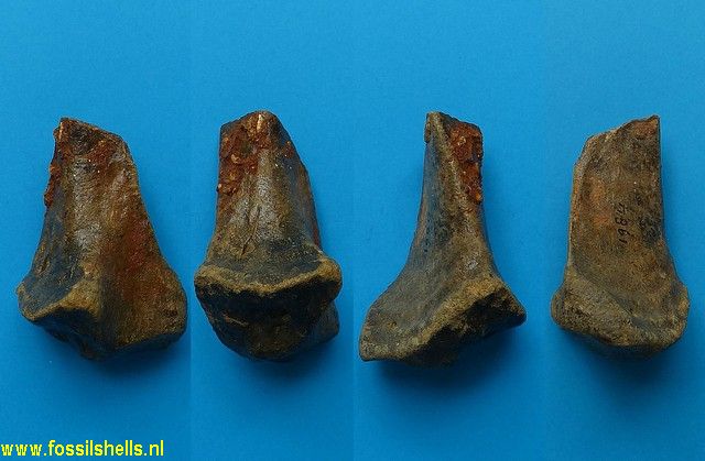 Unidentified Chordata