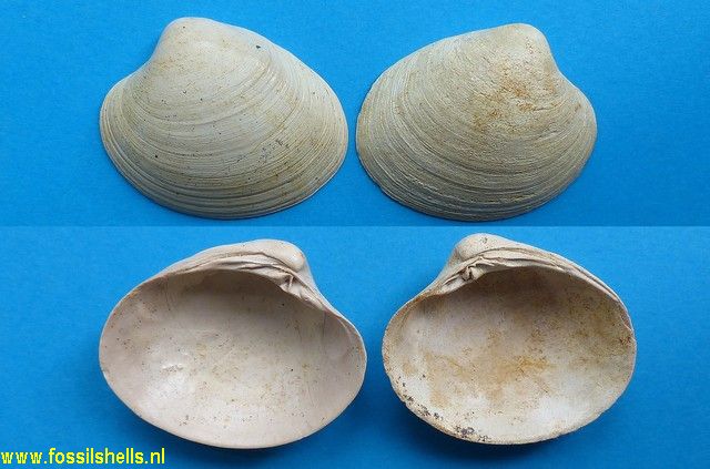 Pitar sulcataria