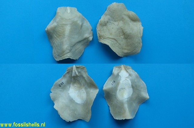 Placunanomia plicata