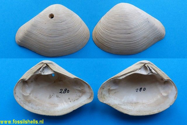 Eucrassatella speciosa