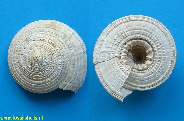 Architectonica granulatum