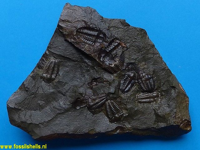 Ellipsocephalus hoffi