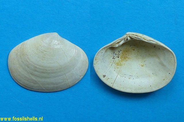 Meroena multisulcata