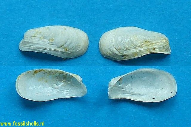 Gastrochaena coarctata