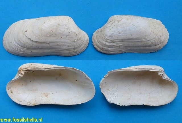 Straelenotrapezium brocchii