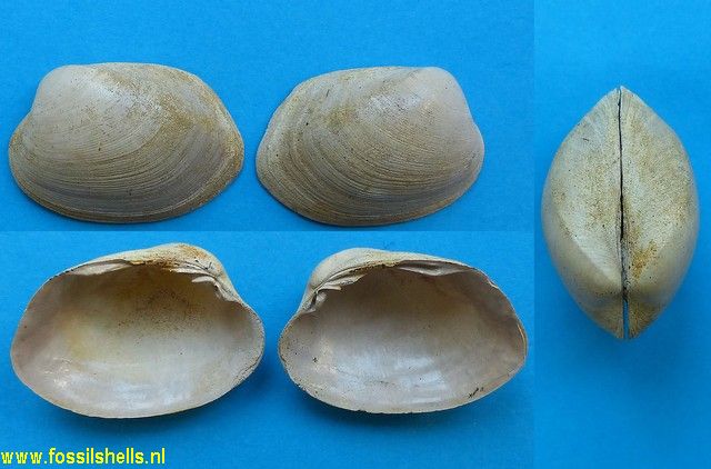 Glossocardia loustaui