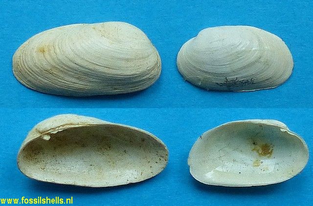 Trapezium grignonense