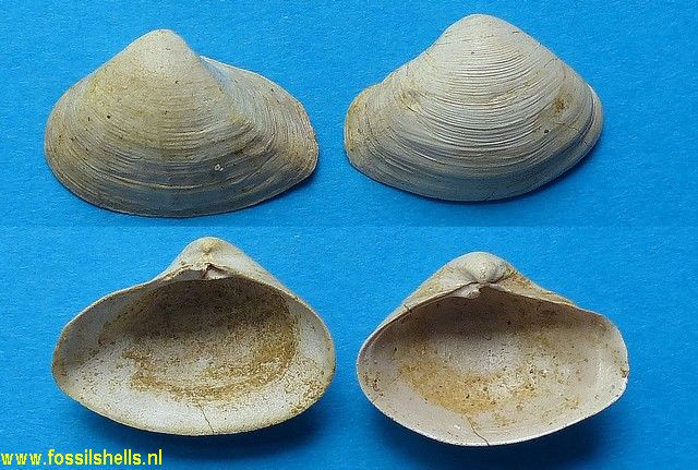 Bicorbula gallicula