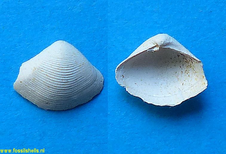 Bicorbula gallicula