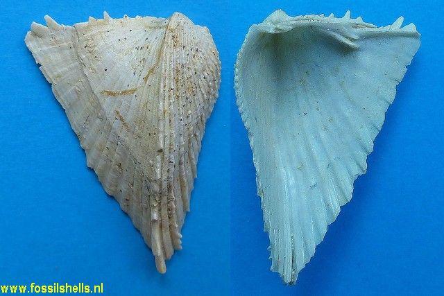 Avicularium lithocardium