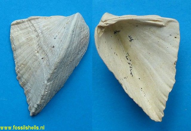 Avicularium lithocardium