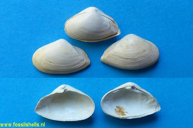 Caryocorbula striata