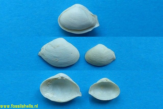 Caryocorbula striata