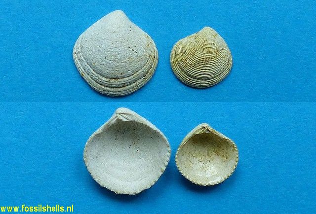 Pleuromeris heteroclita