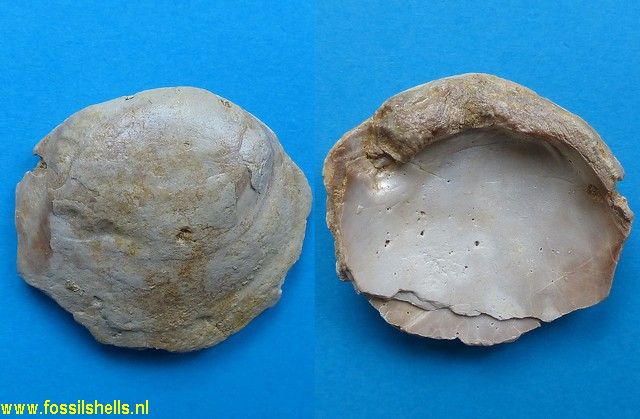 Palindonaia truncatosa