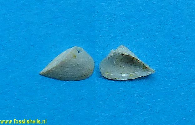 Trinacria cancellata