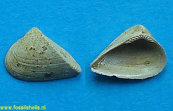 Trinacria inaequilateralia