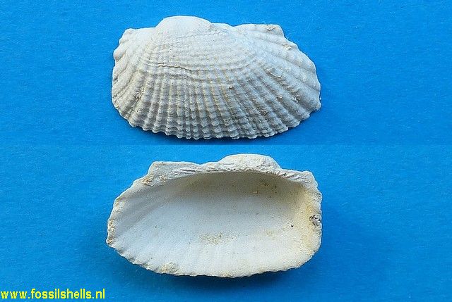Barbatia baudoni