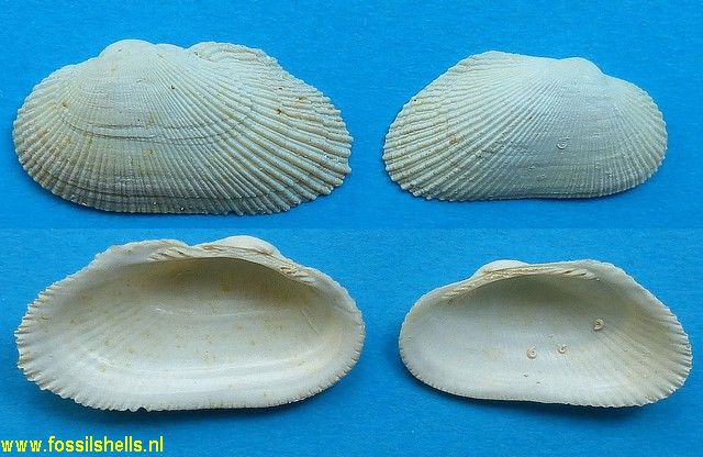Barbatia duchasteli