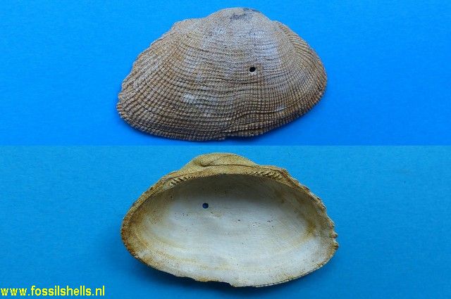 Barbatia filigrana