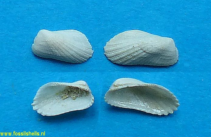 Scapularca scapulina