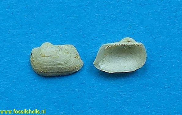 Striarca margaritula