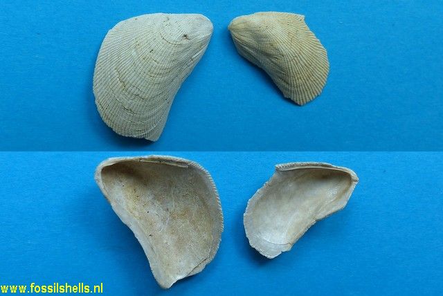 Brachidontes levesquei