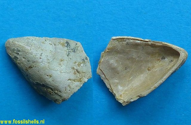 Brachidontes dutemplei