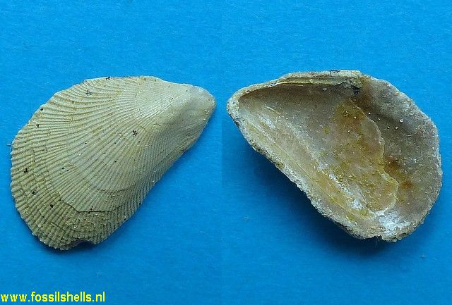 Brachidontes ambiguus