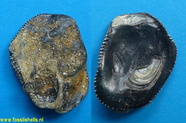 Crassostrea cucullaris