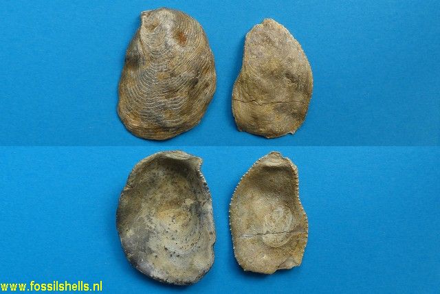 Crassostrea cucullaris