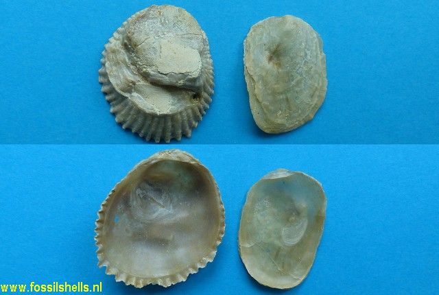 Crassostrea cymbula