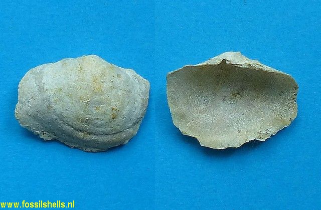 Anomia rugosula