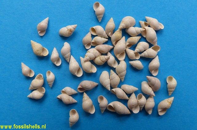 Peringia conica