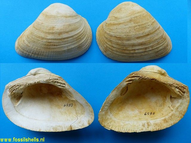 Cucullaea crassatina