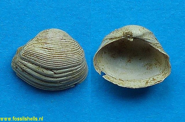 Notocorbula rugosa