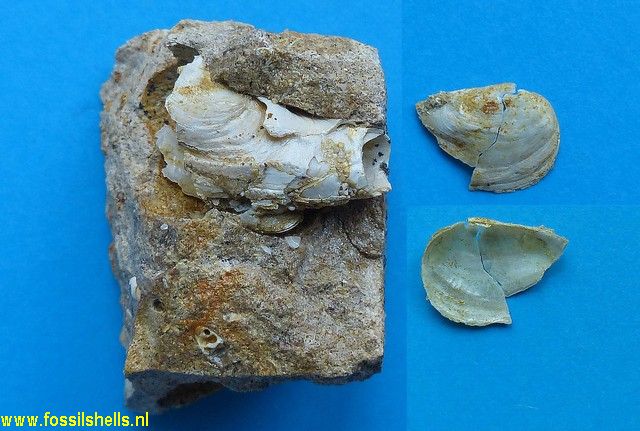 Clavagella lagenalis