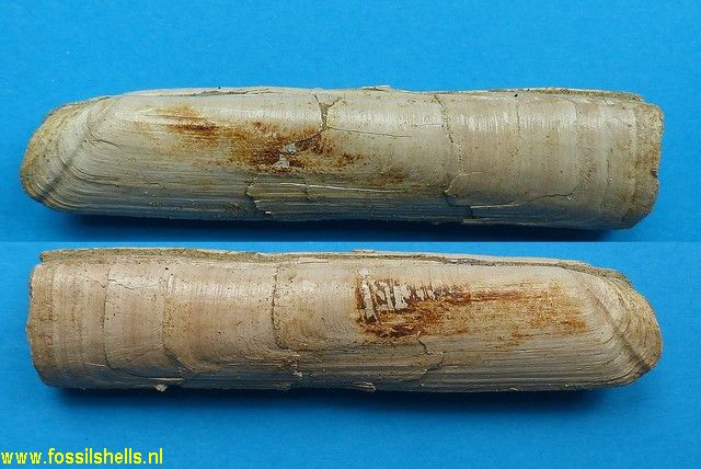 Solena laversinensis