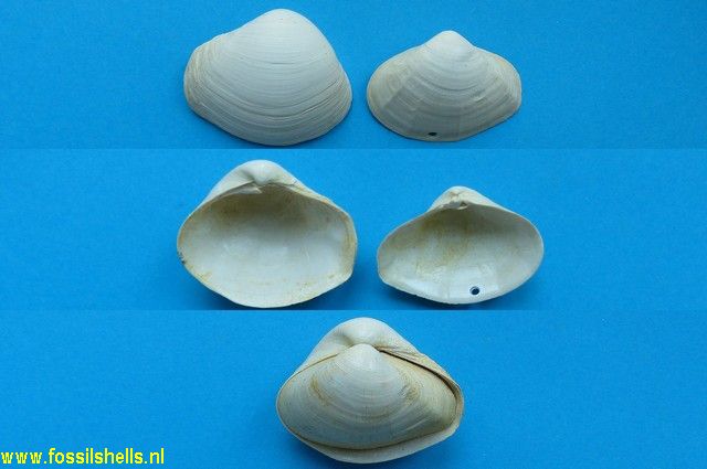 Bicorbula gallica