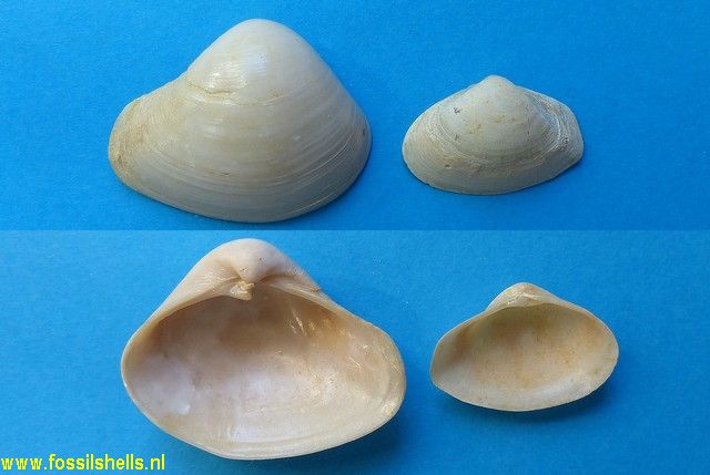 Bicorbula gallica