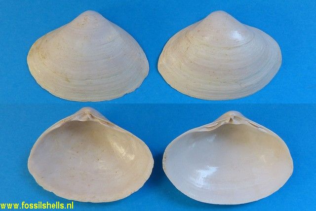 Spisula semisulcata